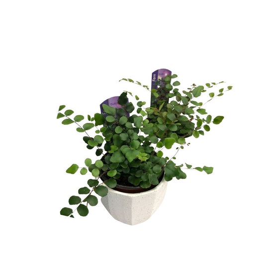 Button Fern in 3.5” Plastic Pot