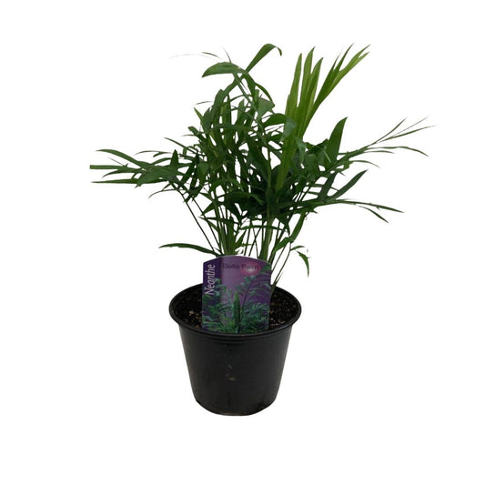 Bella Palm in Plastic Pot