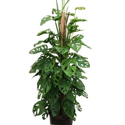 Philodendron Swiss Cheese (on a pole) in Plastic Pot