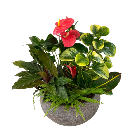 Touch of Gold Anthurium (Extra Large)