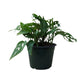 Philodendron Swiss Cheese in 6” Plastic Pot
