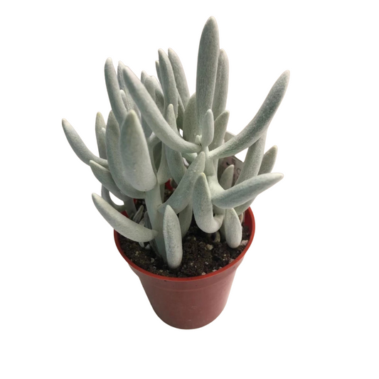 Ghost Plant in 3” Plastic Pot