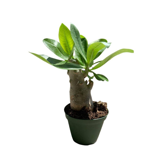 Desert Rose in Plastic Pot