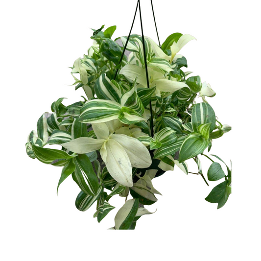 Wandering Jew (Green and White) in 6” Hanging Basket