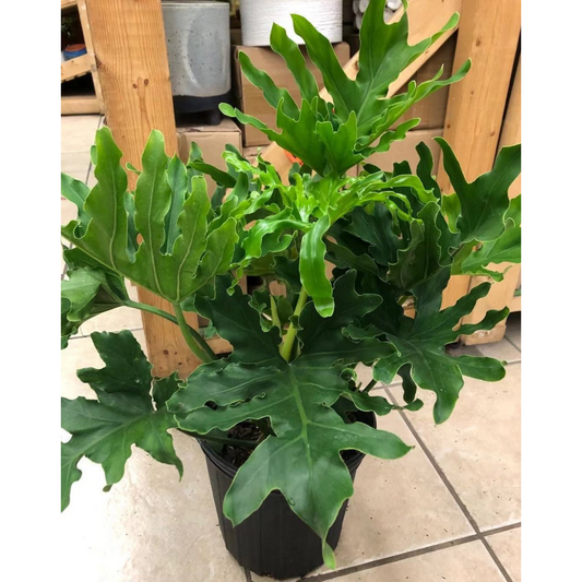 Philodendron Hope in Plastic Pot