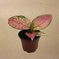 Pink Chinese Evergreen in 4” Plastic Pot