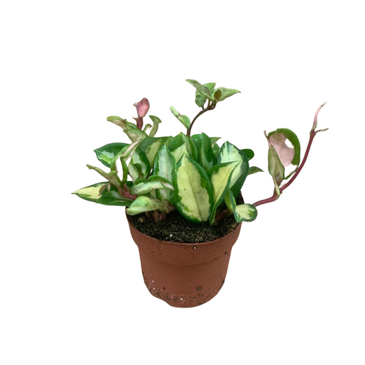 Hoya Australis Tricolour in 5” Plastic Pot
