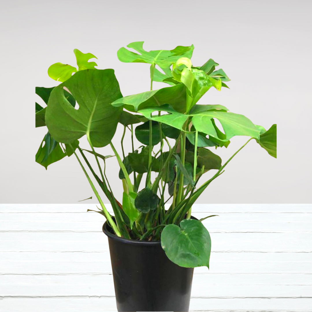 Large Monstera Plant in 10” Plastic Pot