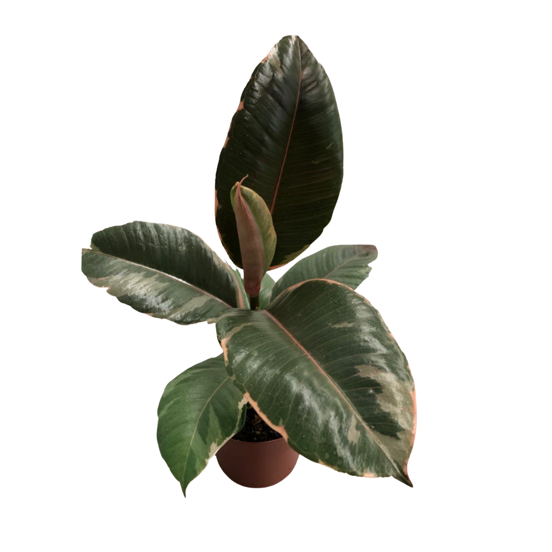 Ficus Elastica Tineke in 5” Plastic Pot