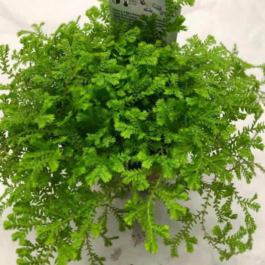 Moss Fern in 3.5” Plastic Pot