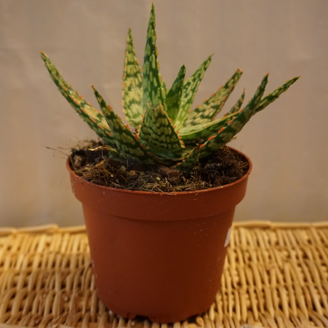 Aloe in 5" Plastic Pot