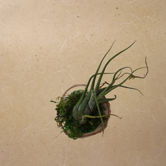 Small Air Plant - Tenuifolia