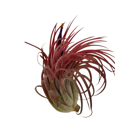 Large Air Plant - Tillandsia Circinata Red