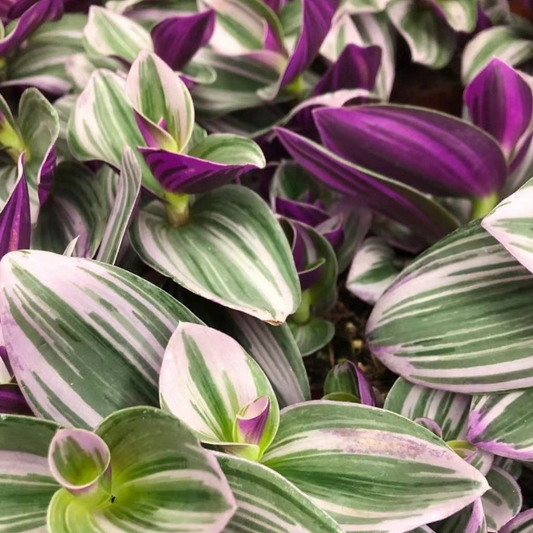 Wandering Jew Nanouk in 5" Plastic Pot