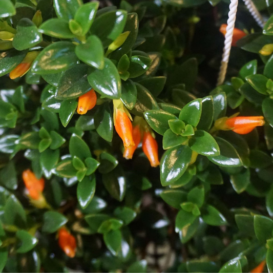 Goldfish Plant in 6" Hanging Basket