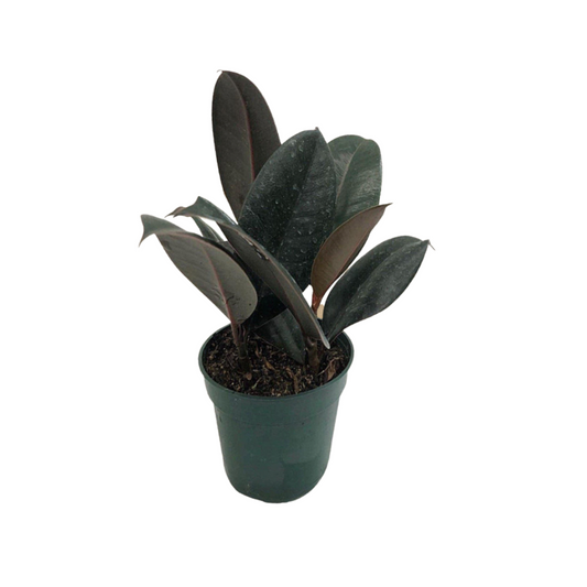 Rubber Plant in Plastic Pot