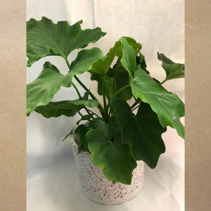 Philodendron Hope in Plastic Pot