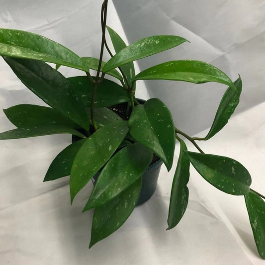 Hoya Plant (Green) in 4” Plastic Pot