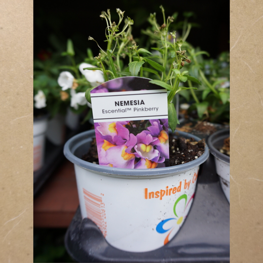 Nemesia in Plastic Pot