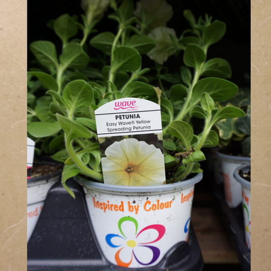 Petunia Yellow in Plastic Pot