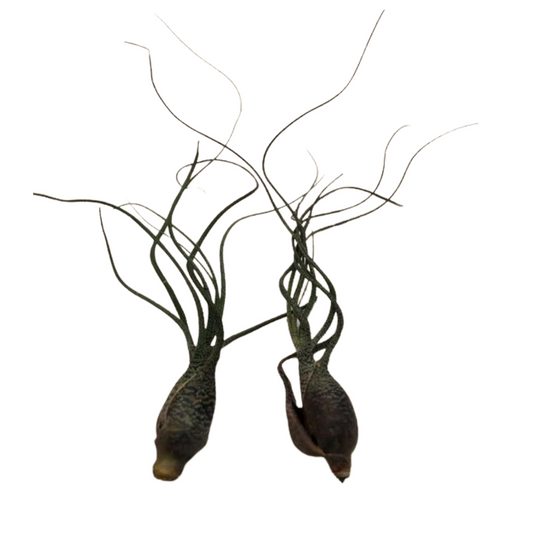 Small Air Plant - Bulbosa