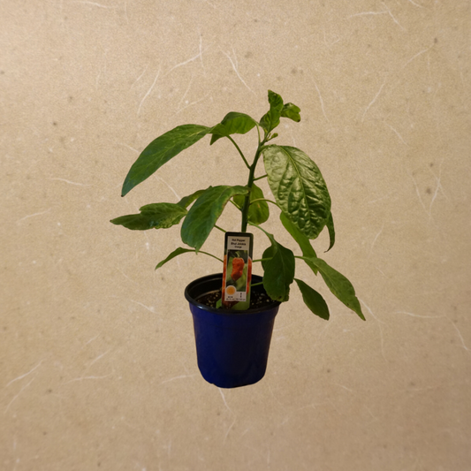Hot Pepper Bhut Jolokia Orange