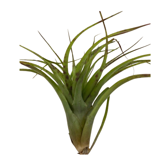 Large Air Plant - Tillandsia Ionantha Scaposa