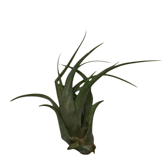 Small Air Plant - Tenuifolia