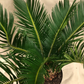 Sago Palm in 6” Plastic Pot