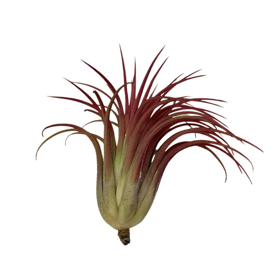 Large Tillandsia Ionantha Red