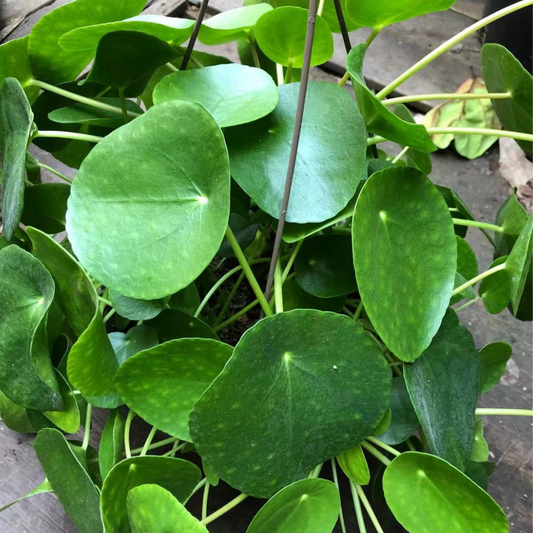 Pilea in Hanging Basket