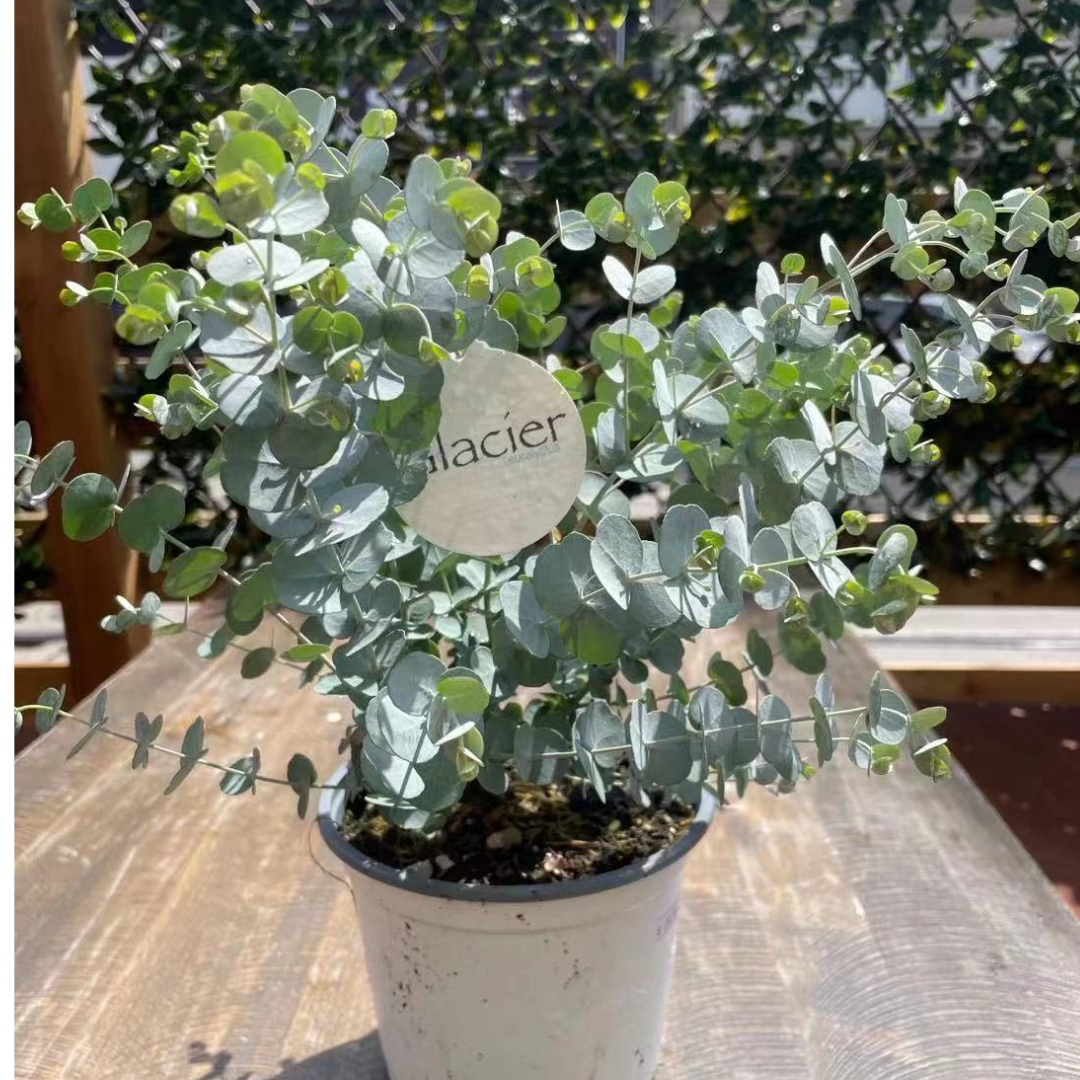 Eucalyptus Plant in 6” Plastic Pot