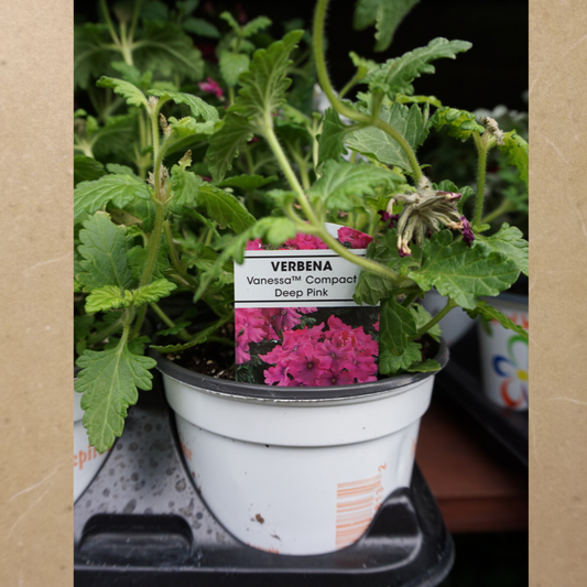 Verbena Deep Pink in Plastic Pot