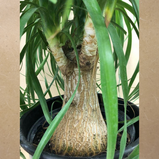 Large Ponytail Palm in 10" Plastic Pot