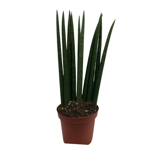 Sansevieria Fan in 5" Plastic Pot