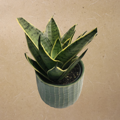 Bird’s Nest Snake Plants in 4” Plastic Pot