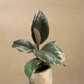 Ficus Elastica Tineke in 5” Plastic Pot