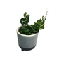 Hoya Hindu Rope in 4” Plastic Pot