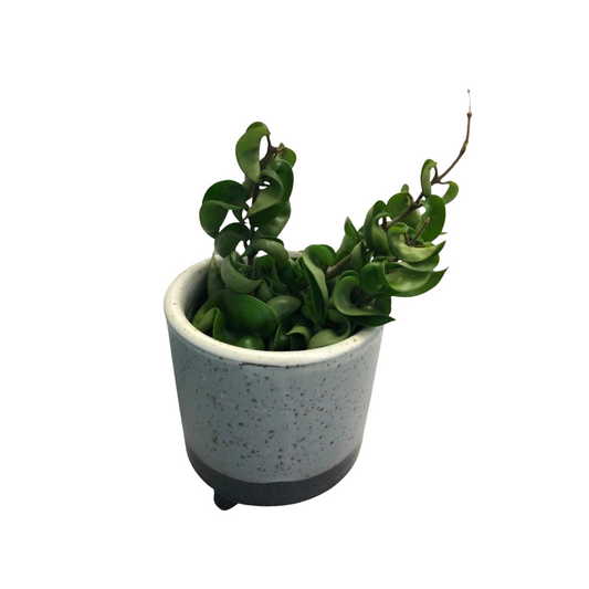 Hoya Hindu Rope in 4” Plastic Pot
