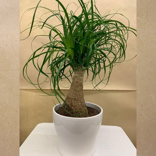 Ponytail Palm in 6" Ceramic Pot