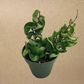 Hoya Hindu Rope in 4” Plastic Pot