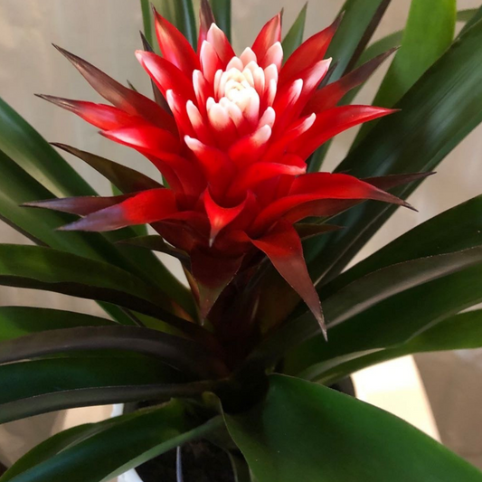 Bromeliads in 6” Plastic Pot