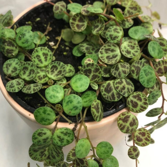 String of Turtles in 4” Plastic Pot