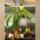 Pitcher Plant in 6” Hanging Basket