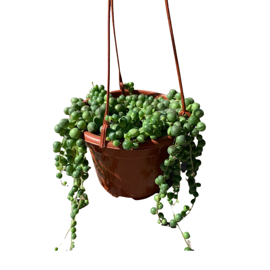 String of Pearls in Hanging Basket