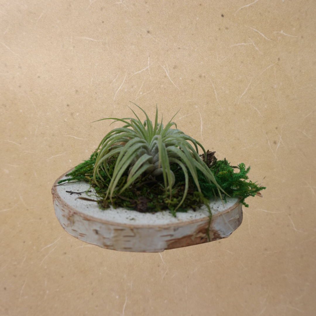 Small Air Plant - Stricta