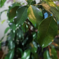 Ficus Benjamina (Dark Green) in 8" Plastic Pot