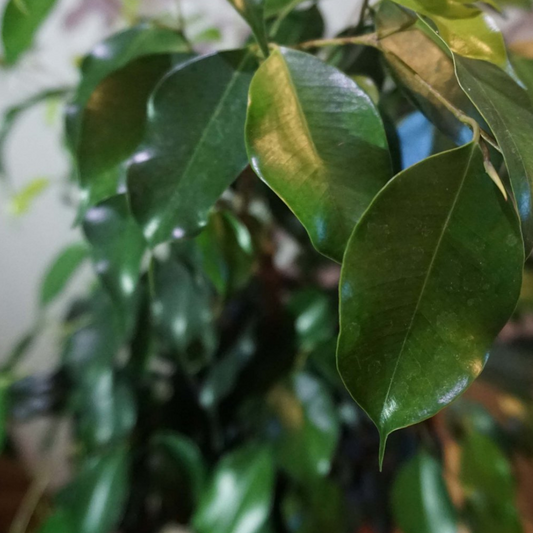 Ficus Benjamina (Dark Green) in 8" Plastic Pot