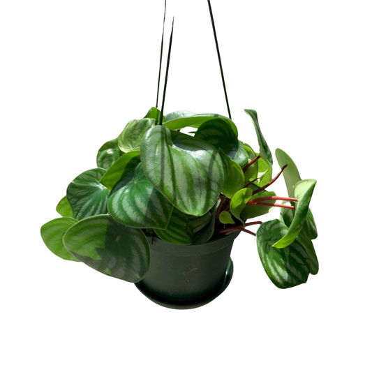 Peperomia Watermelon in 6” Hanging Basket