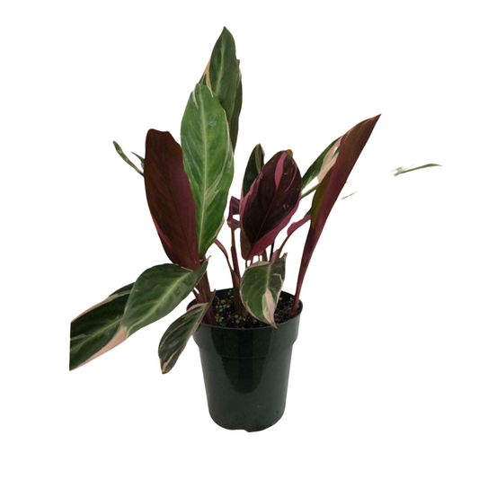 Stromanthe in 6" Plastic Pot